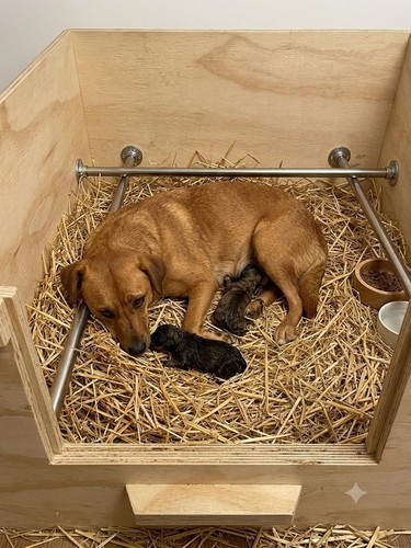 Recinto cassa whelping box